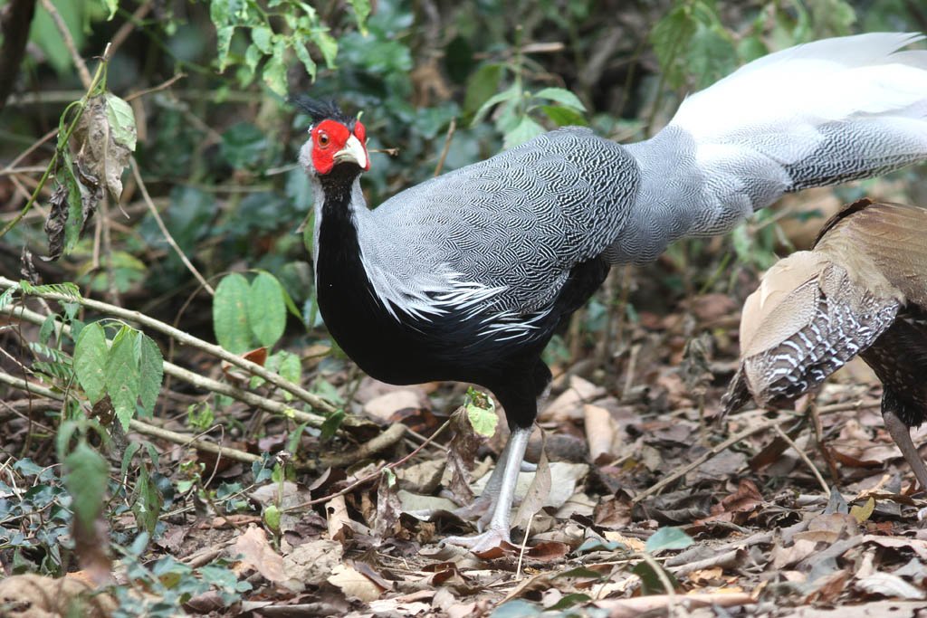00302黑鷳Kalij Pheasant Lophura leucomelanos lineata4.jpg