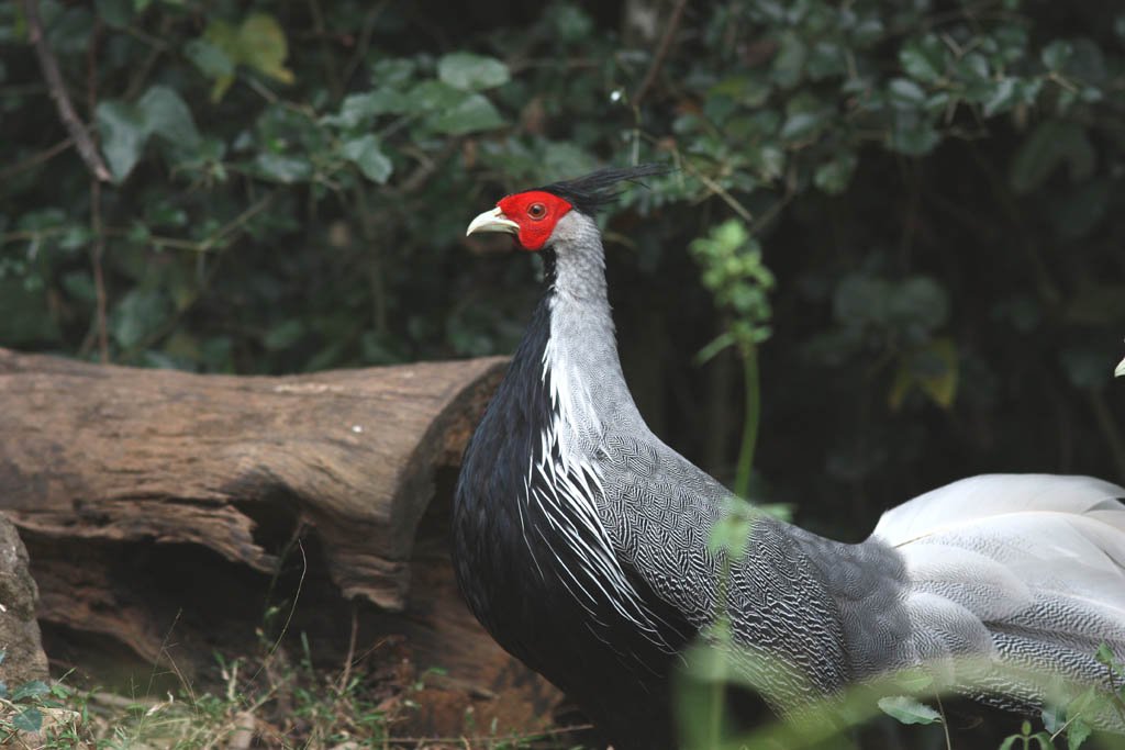 00302黑鷳Kalij Pheasant Lophura leucomelanos lineata7.jpg