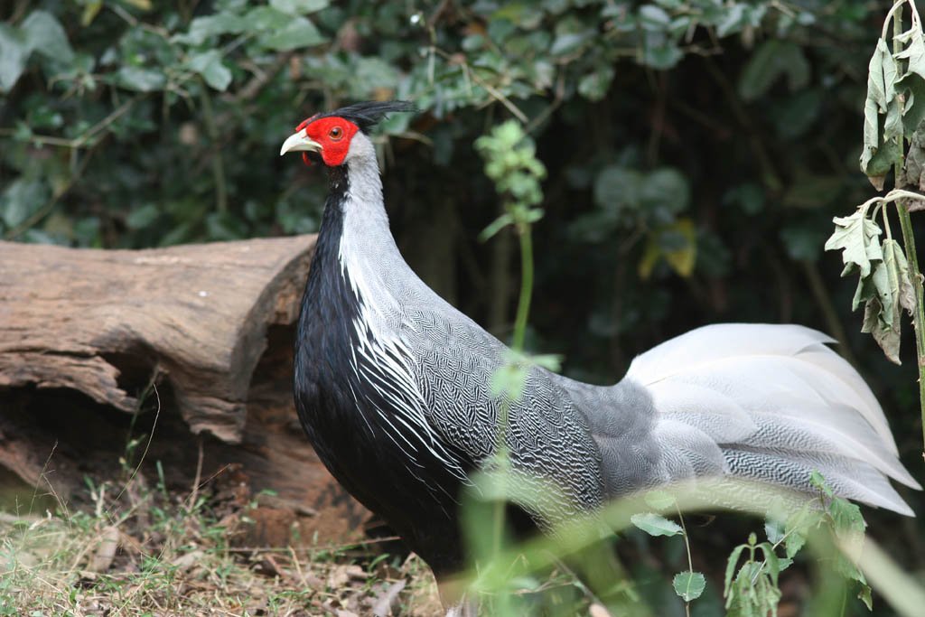 00302黑鷳Kalij Pheasant Lophura leucomelanos lineata8.jpg