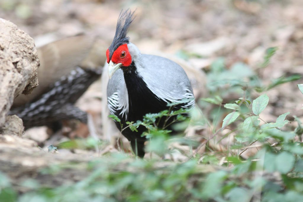 00302黑鷳Kalij Pheasant Lophura leucomelanos lineata9.jpg