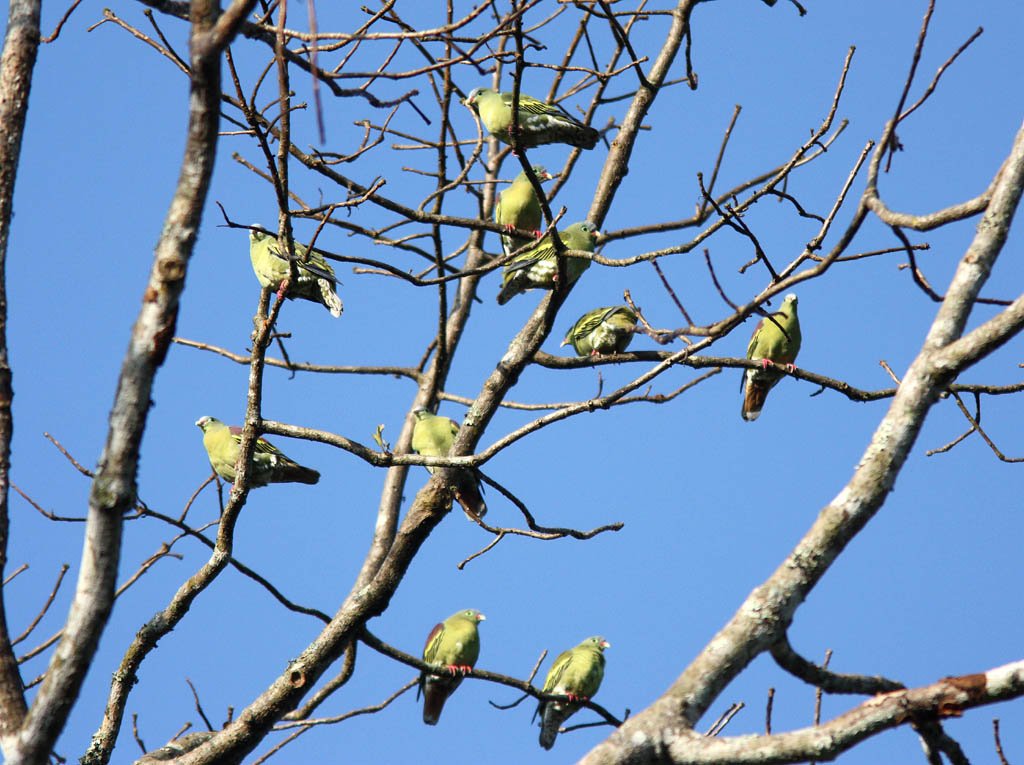 04707厚嘴綠鳩Thick billed Pigeon Treron curvirostra.jpg