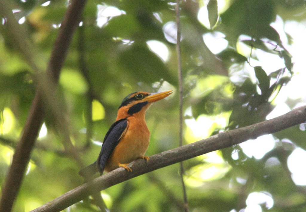 05701栗領翡翠Rufous collared Kingfisher Actenoides concretus1.jpg