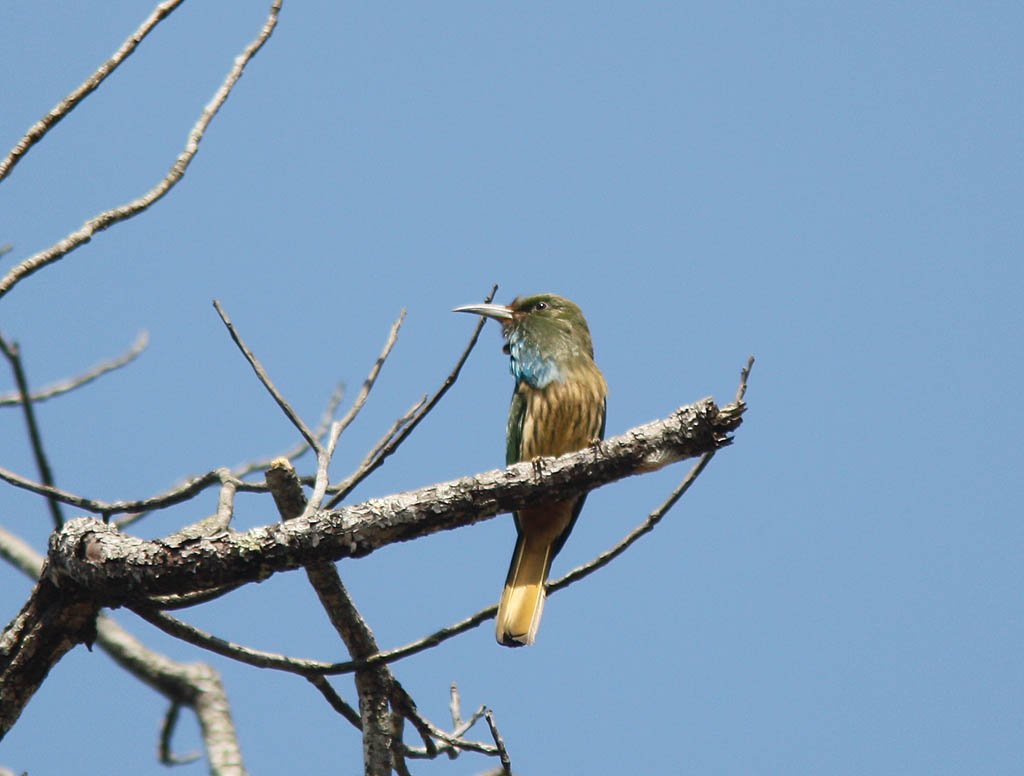 05806藍鬚夜蜂虎Blue bearded Bee eater Nyctyornis athertoni.jpg