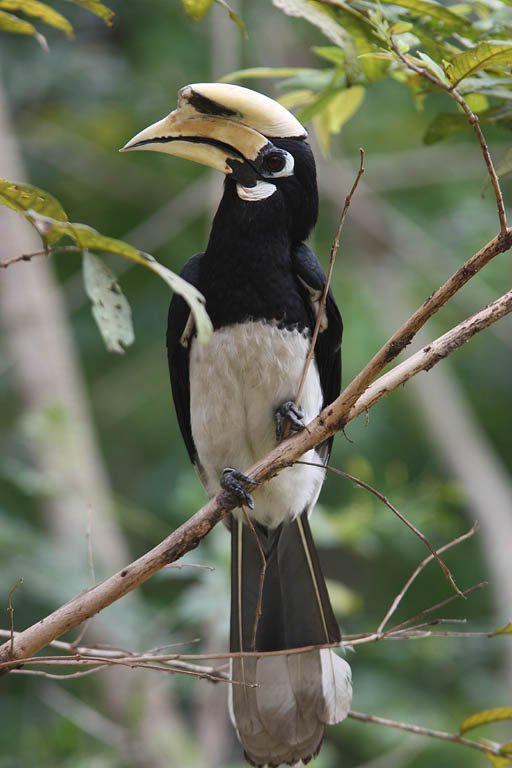 05904冠斑犀鳥Oriental Pied Hornbill Anthracoceros albirostris2.jpg