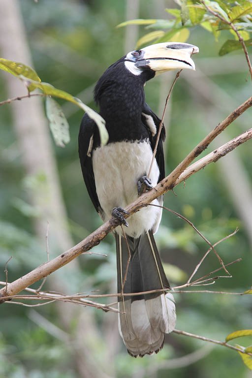 05904冠斑犀鳥Oriental Pied Hornbill Anthracoceros albirostris3.jpg