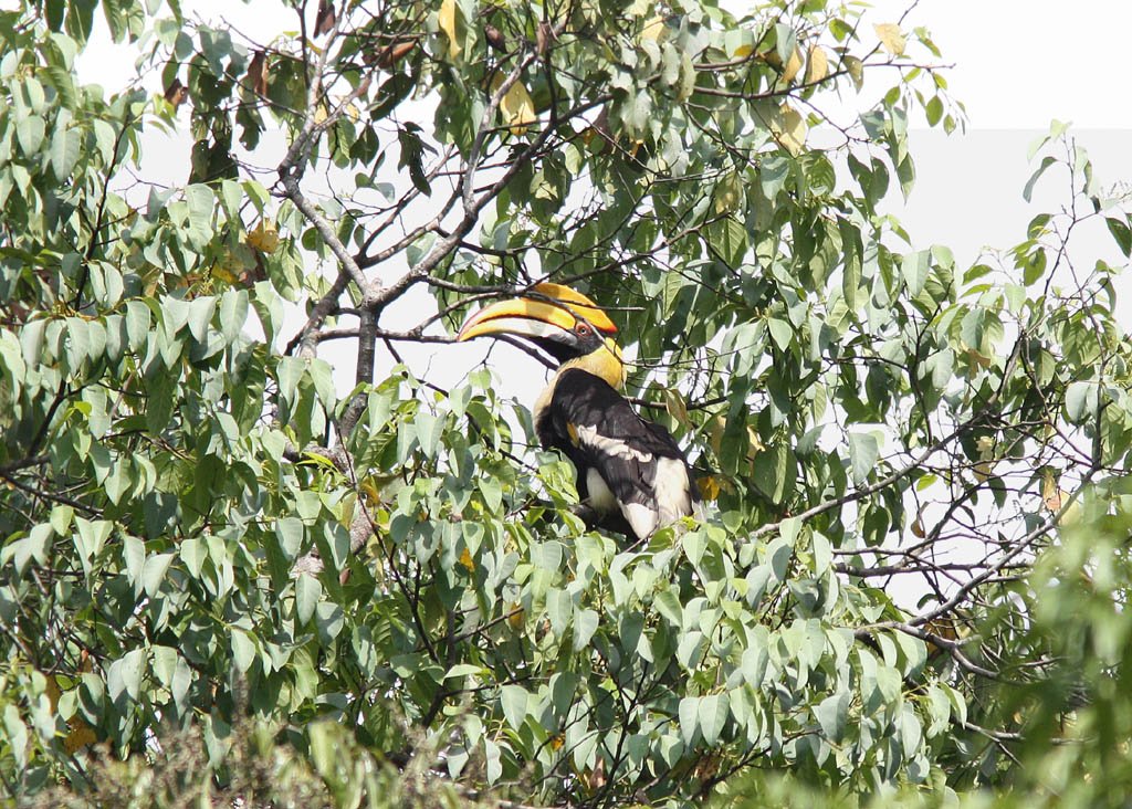 05906雙角犀鳥Great Hornbill Buceros bicornis2.jpg