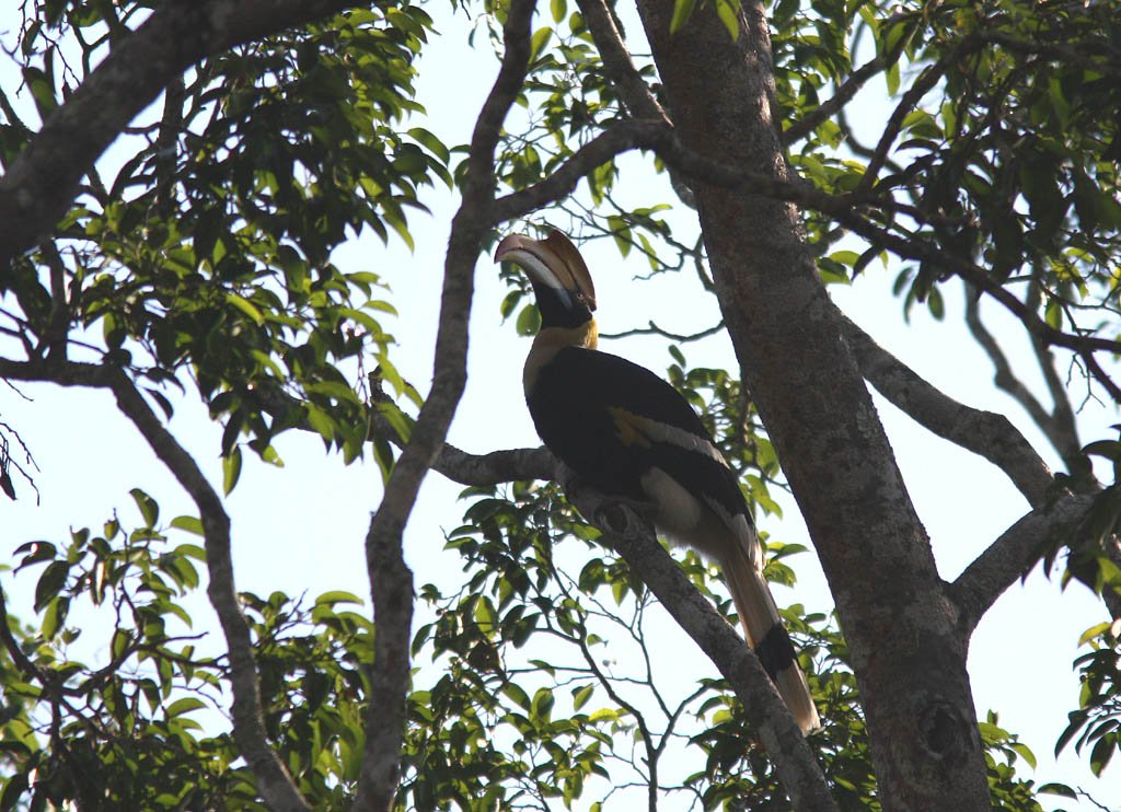 05906雙角犀鳥Great Hornbill Buceros bicornis3.jpg