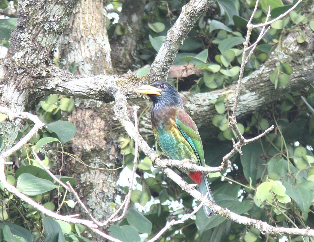 06002大擬啄木鳥Great Barbet Megalaima virens1.jpg
