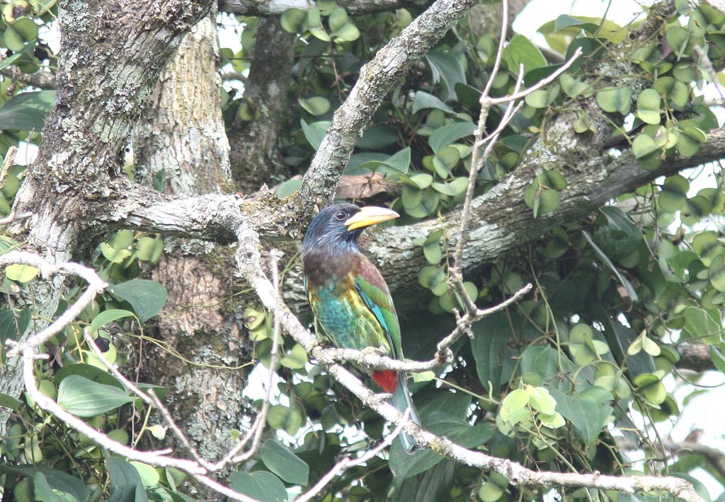 06002大擬啄木鳥Great Barbet Megalaima virens2.jpg