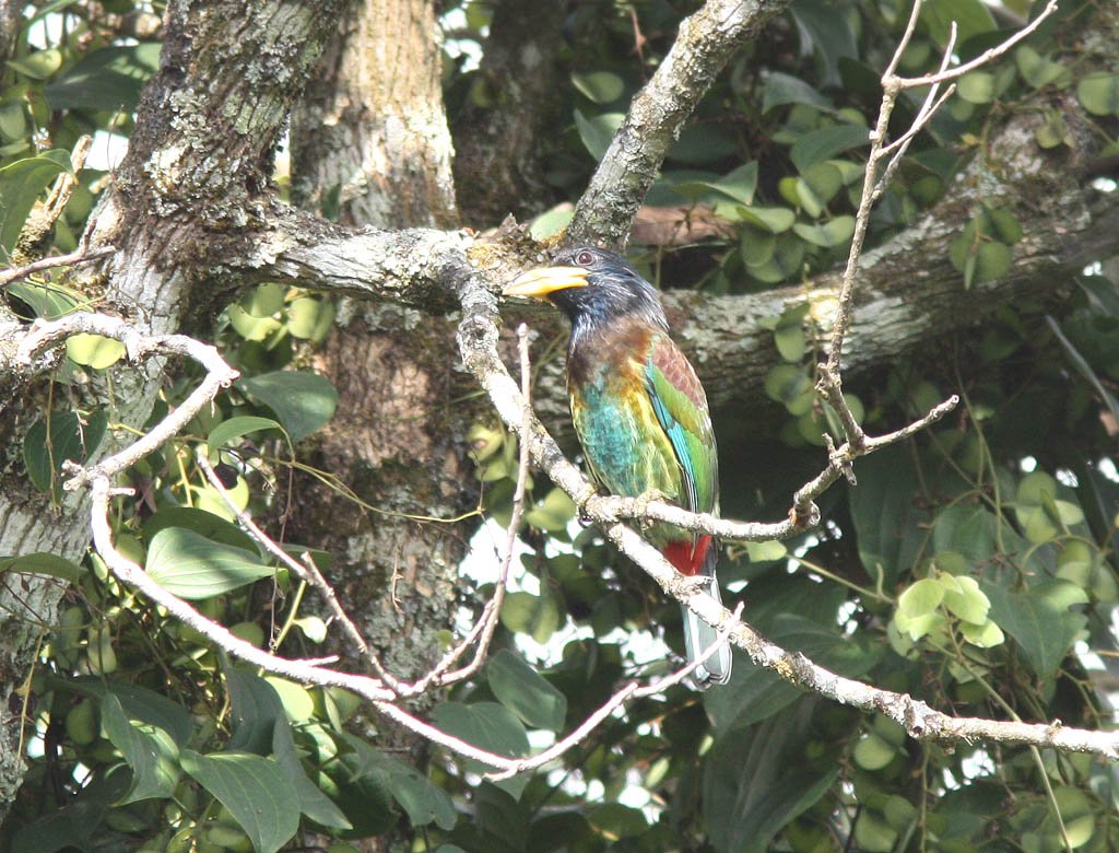 06002大擬啄木鳥Great Barbet Megalaima virens3.jpg
