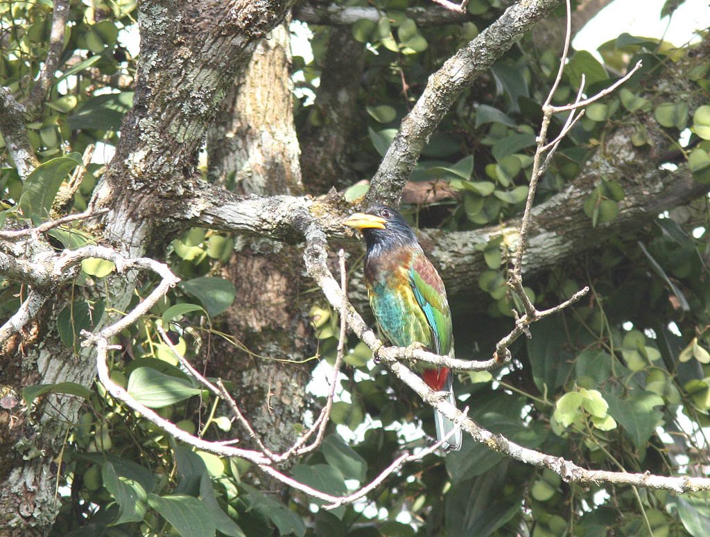 06002大擬啄木鳥Great Barbet Megalaima virens4.jpg