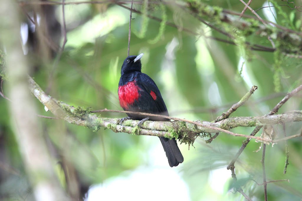 06906緋胸黃鸝Black and crimson Oriole Oriolus cruentus1.jpg