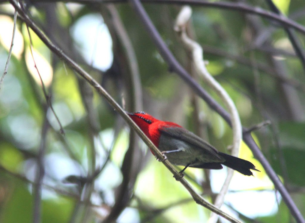 07401黃腰太陽鳥Crimson Sunbird Aethopyga siparaja.jpg