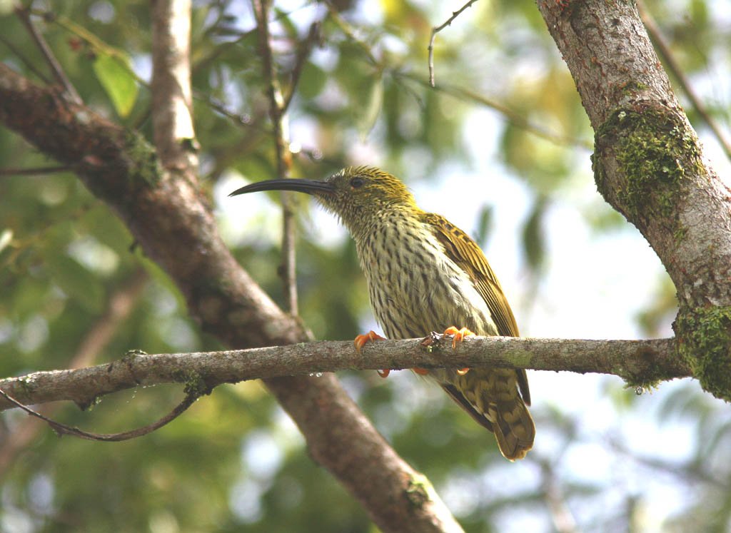07410紋背捕蛛鳥Streaked Spiderhunter Arachnothera magna.jpg