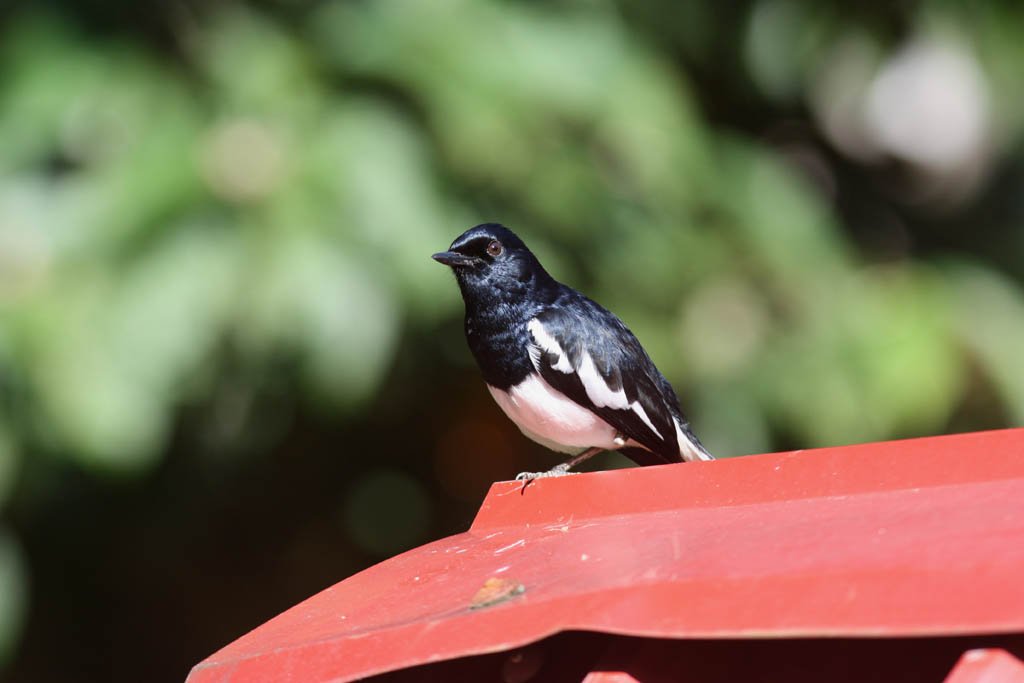 09110鵲鴝Oriental Magpie Robin Copsychus saularis.jpg