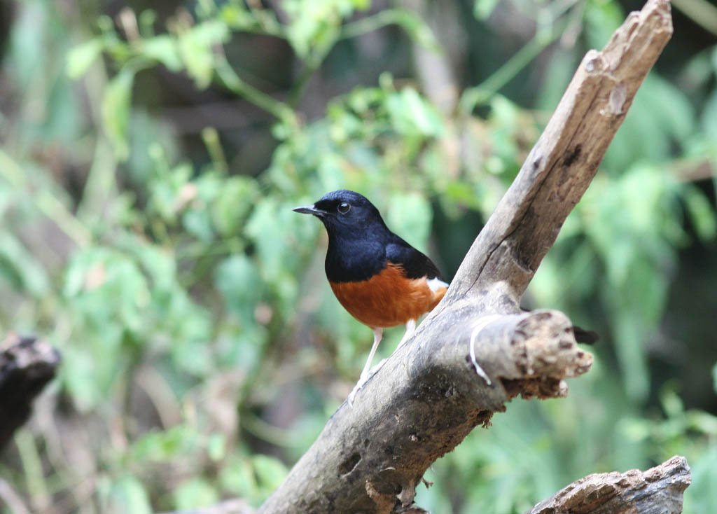 09111白腰鵲鴝White-rumped Shama Copsychus malabaricus.jpg