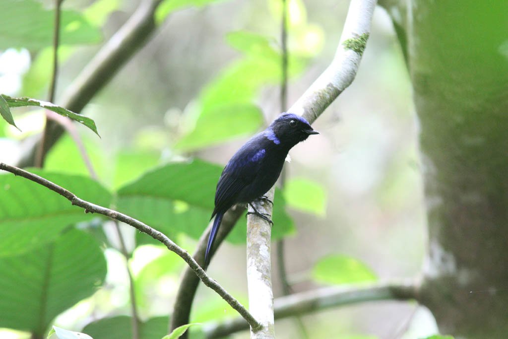 09605大仙鶲Large Niltava Niltava grandis1.jpg