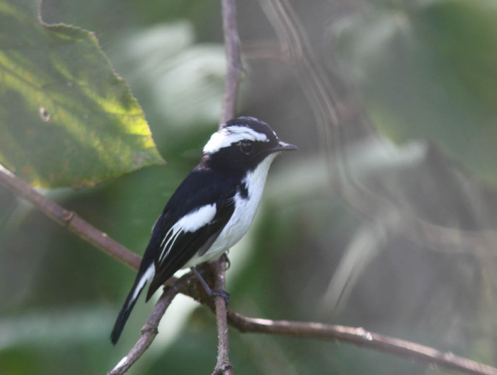 09608小斑姬鶲Little Pied Flycatcher Ficedula westermanni.jpg
