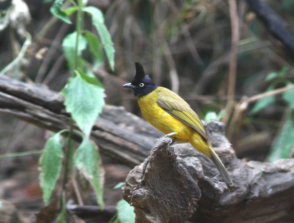 10102黑冠黃鵯Black crested Bulbul Pycnonotus melanicterus2.jpg