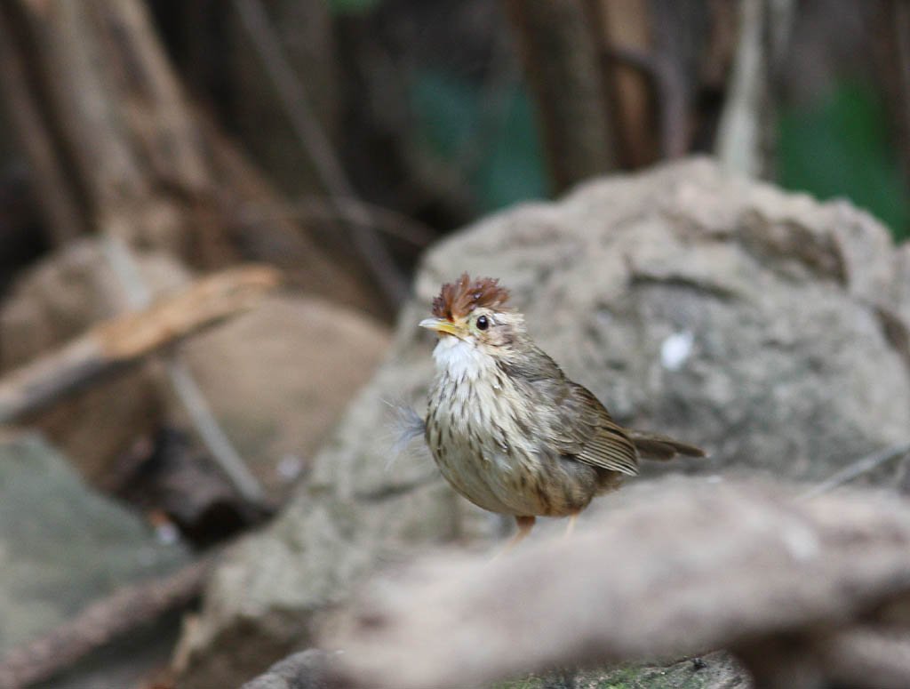 11303棕頭幽鶥Puff throated Babbler Pellornium ruficeps.jpg