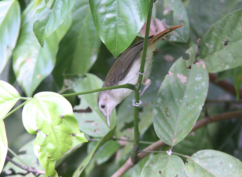 11306純色樹鶥Sooty capped Babbler Malacopteron affine1.jpg