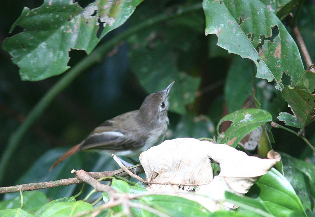 11306純色樹鶥Sooty capped Babbler Malacopteron affine3.jpg