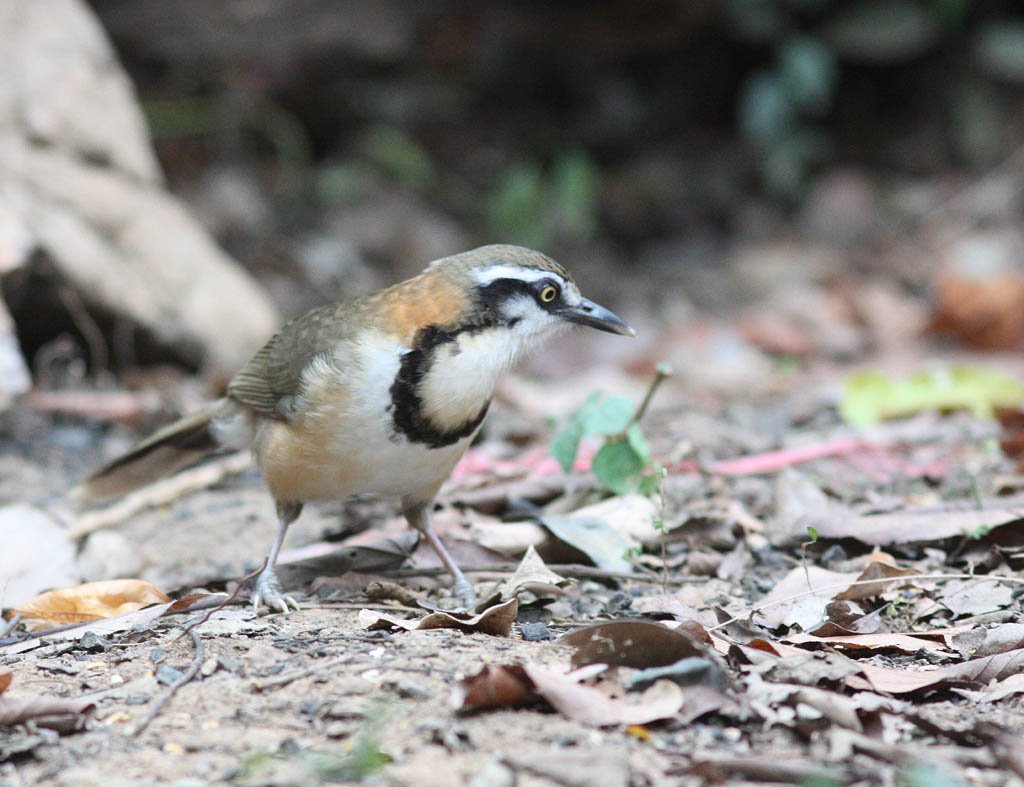 11514小黑領噪鶥Lesser Necklaced Laughingthrush Garrulax monileger1.jpg