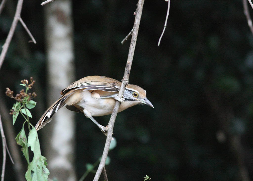 11515大黑領噪鶥Greater Necklaced Laughingthrush Garrulax pectoralis2.jpg