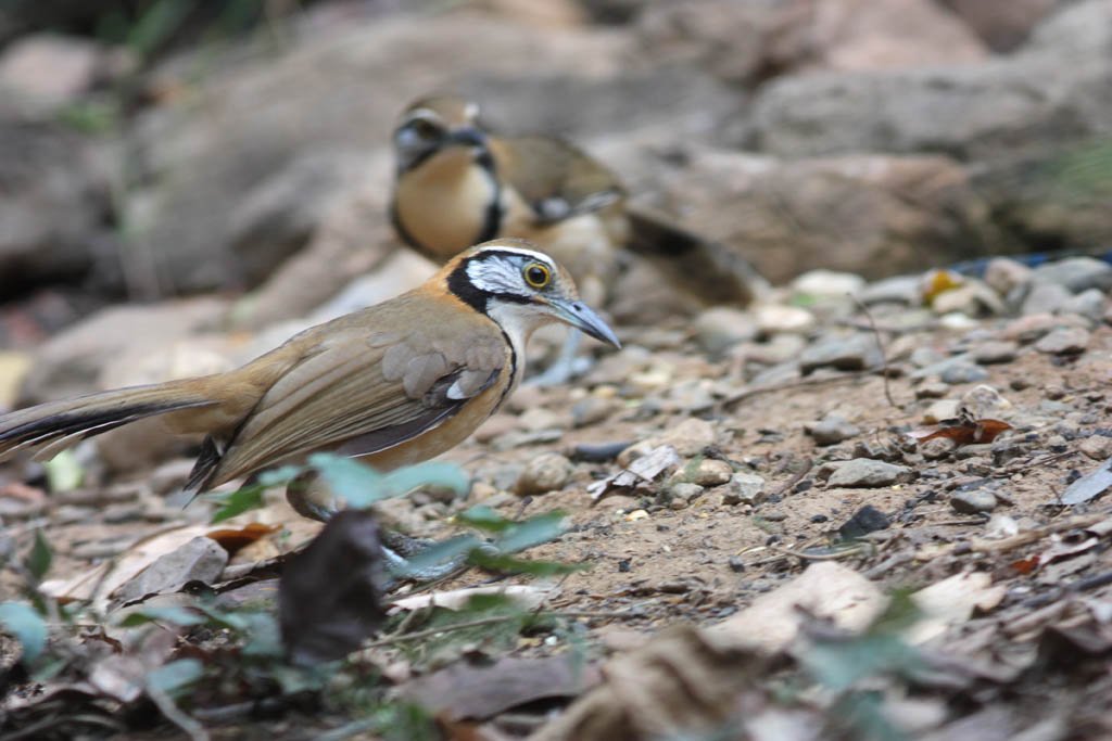 11515大黑領噪鶥Greater Necklaced Laughingthrush Garrulax pectoralis4.jpg
