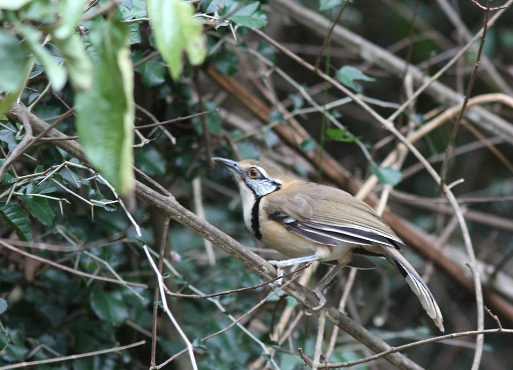 11515大黑領噪鶥Greater Necklaced Laughingthrush Garrulax pectoralis5.jpg