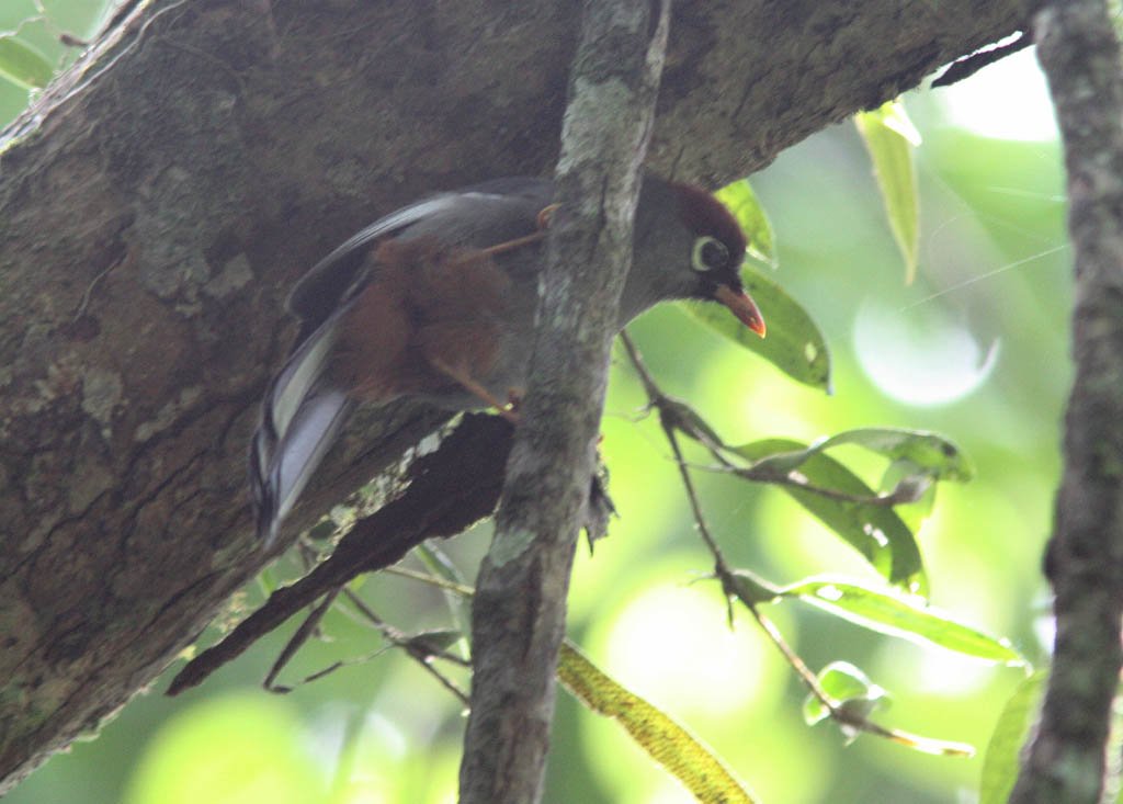 11601栗頭噪鶥Chestnut capped Laughingthrush Garrulax mitratus.jpg