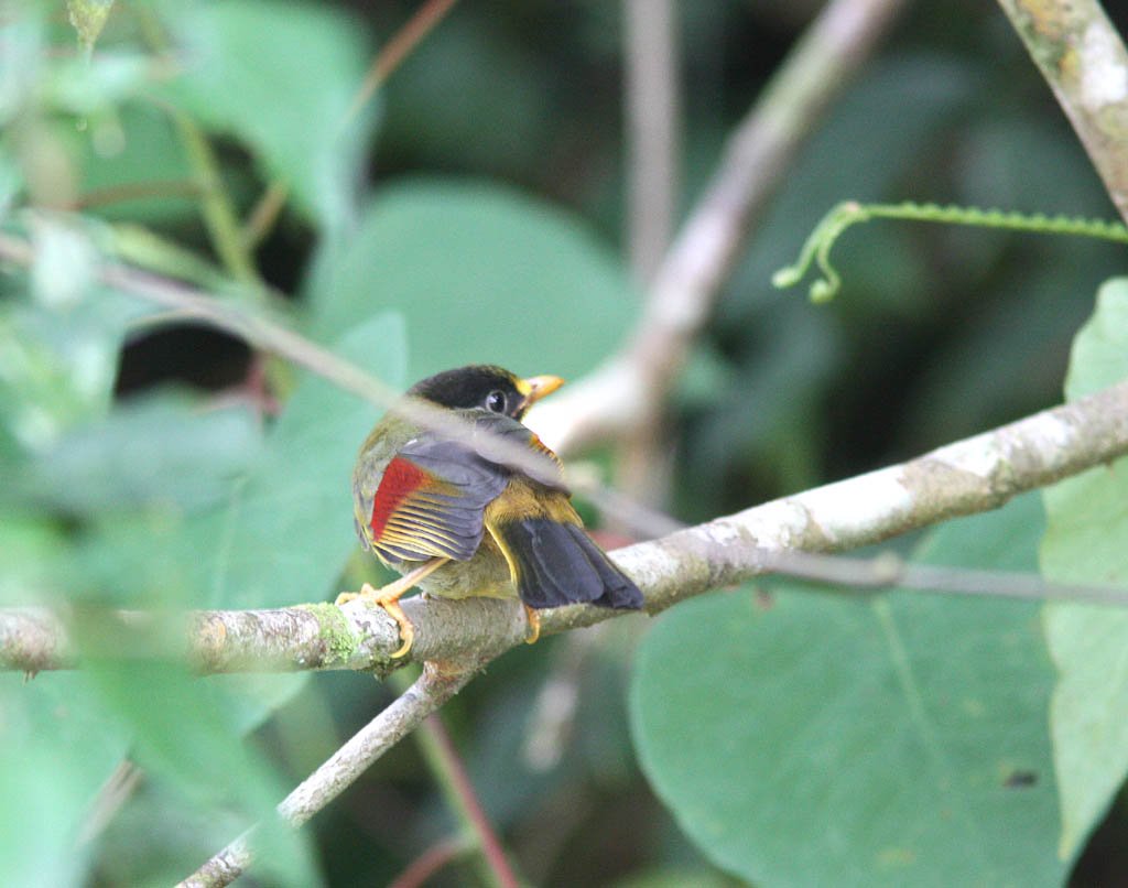 11710銀耳相思鳥Silver eared Mesia Lieothrix argentauris1.jpg