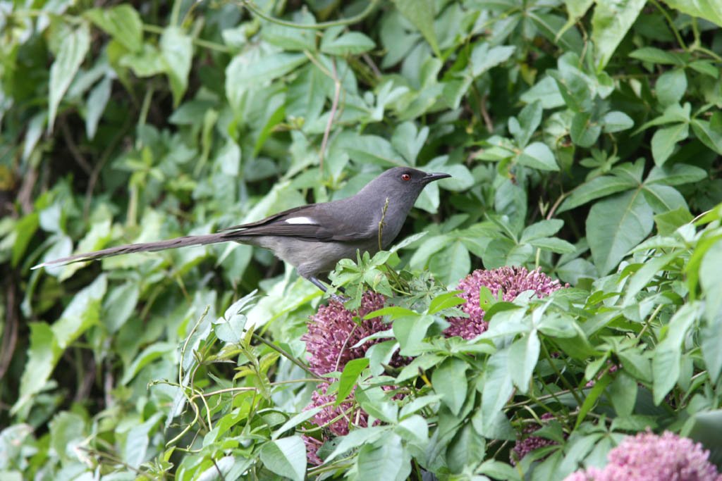 11804長尾奇鶥Long tailed Sibia Heterophasia picaoides1.jpg