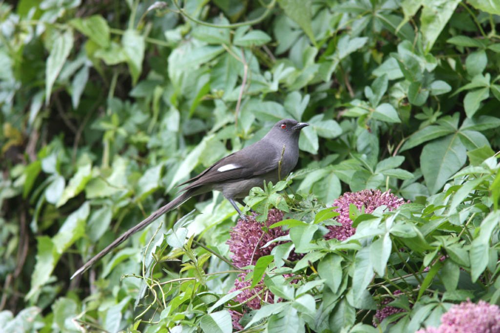 11804長尾奇鶥Long tailed Sibia Heterophasia picaoides2.jpg
