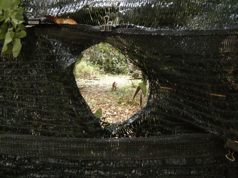 KKNP40 Baan Songnok 賞鳥帳.JPG