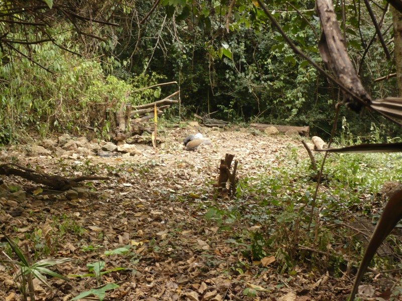 KKNP41 Baan Songnok 賞鳥帳.JPG