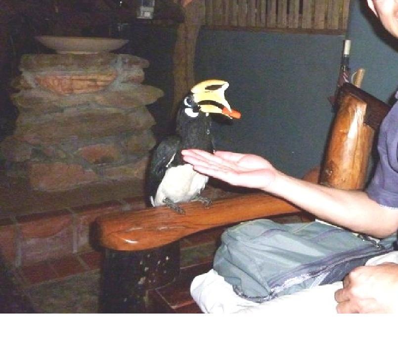 冠斑犀鳥1.jpg