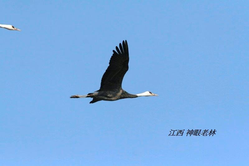 06白頭鶴 Hooded Crane.JPG