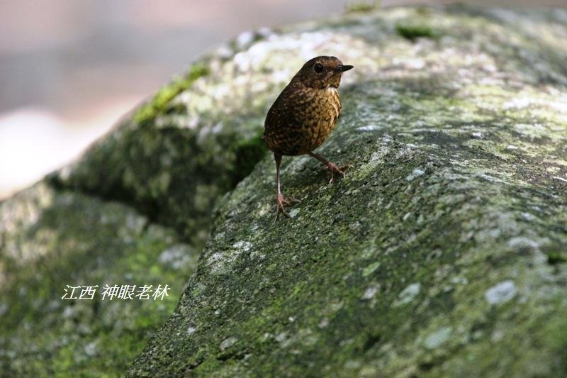 13麗星鷯鶥Spotted Wren Babbler.JPG