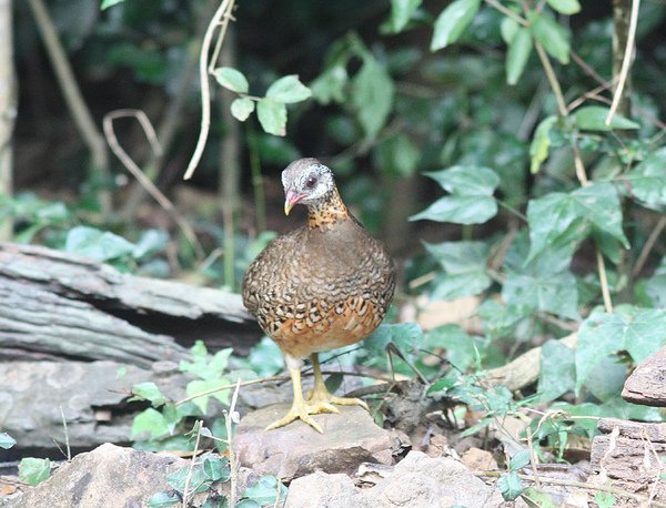00209綠腳山鷓鴣Scaly breasted Partridge Arborophila chloropus1.jpg