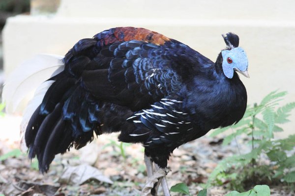 00307鳳冠火背鷳Crested Fireback Lophura ignita.jpg
