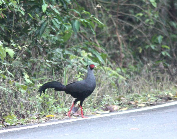 00308戴氏火背鷳Siamese Fireback Lophura diardi1.jpg