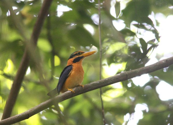 05701栗領翡翠Rufous collared Kingfisher Actenoides concretus2.jpg