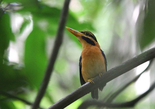 05701栗領翡翠Rufous collared Kingfisher Actenoides concretus3.jpg