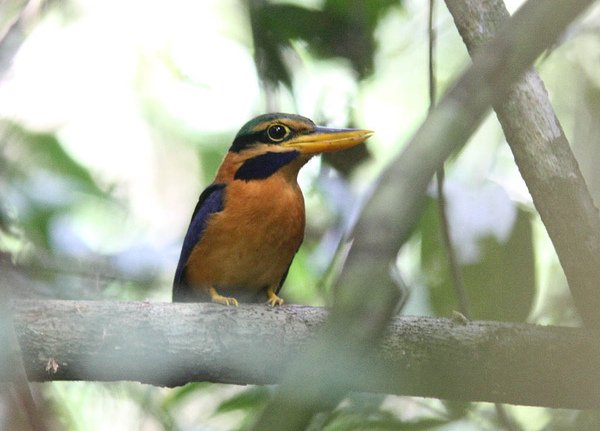 05701栗領翡翠Rufous collared Kingfisher Actenoides concretus4.jpg