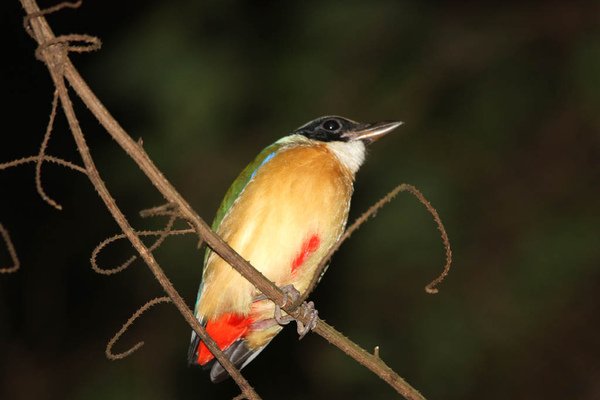 06410藍翅八色鶇Blue winged Pitta Pitta moluccensis2.jpg