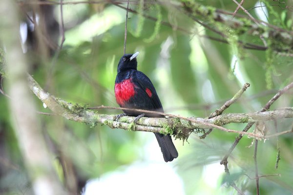 06906緋胸黃鸝Black and crimson Oriole Oriolus cruentus1.jpg