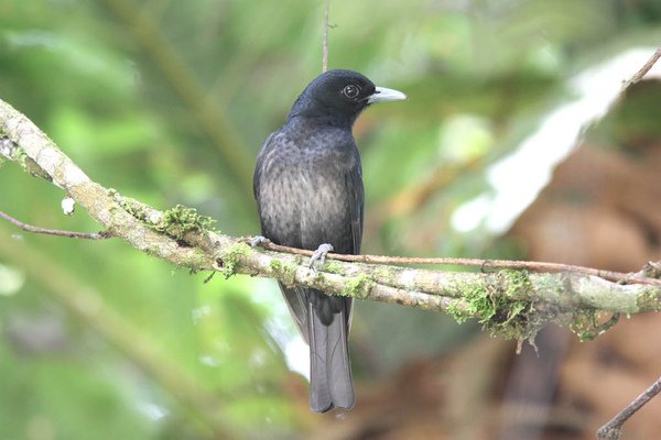 06906緋胸黃鸝Black and crimson Oriole Oriolus cruentus2.jpg