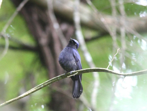 09605大仙鶲Large Niltava Niltava grandis2.jpg