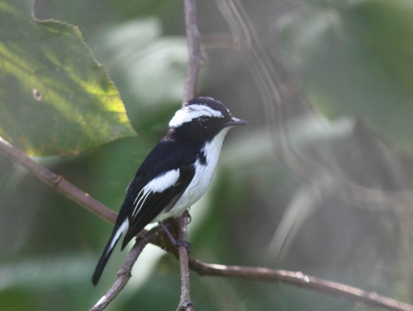 09608小斑姬鶲Little Pied Flycatcher Ficedula westermanni.jpg